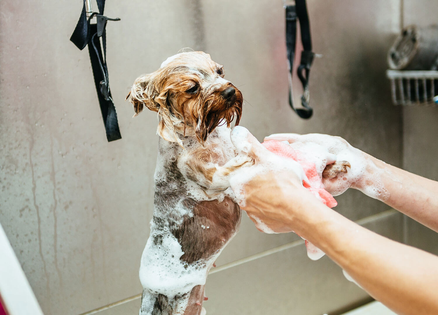 Pets-and-pet-care
